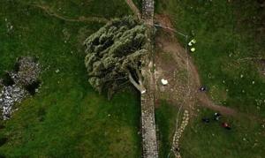 Two men who chopped down iconic UK tree handed jail sentences