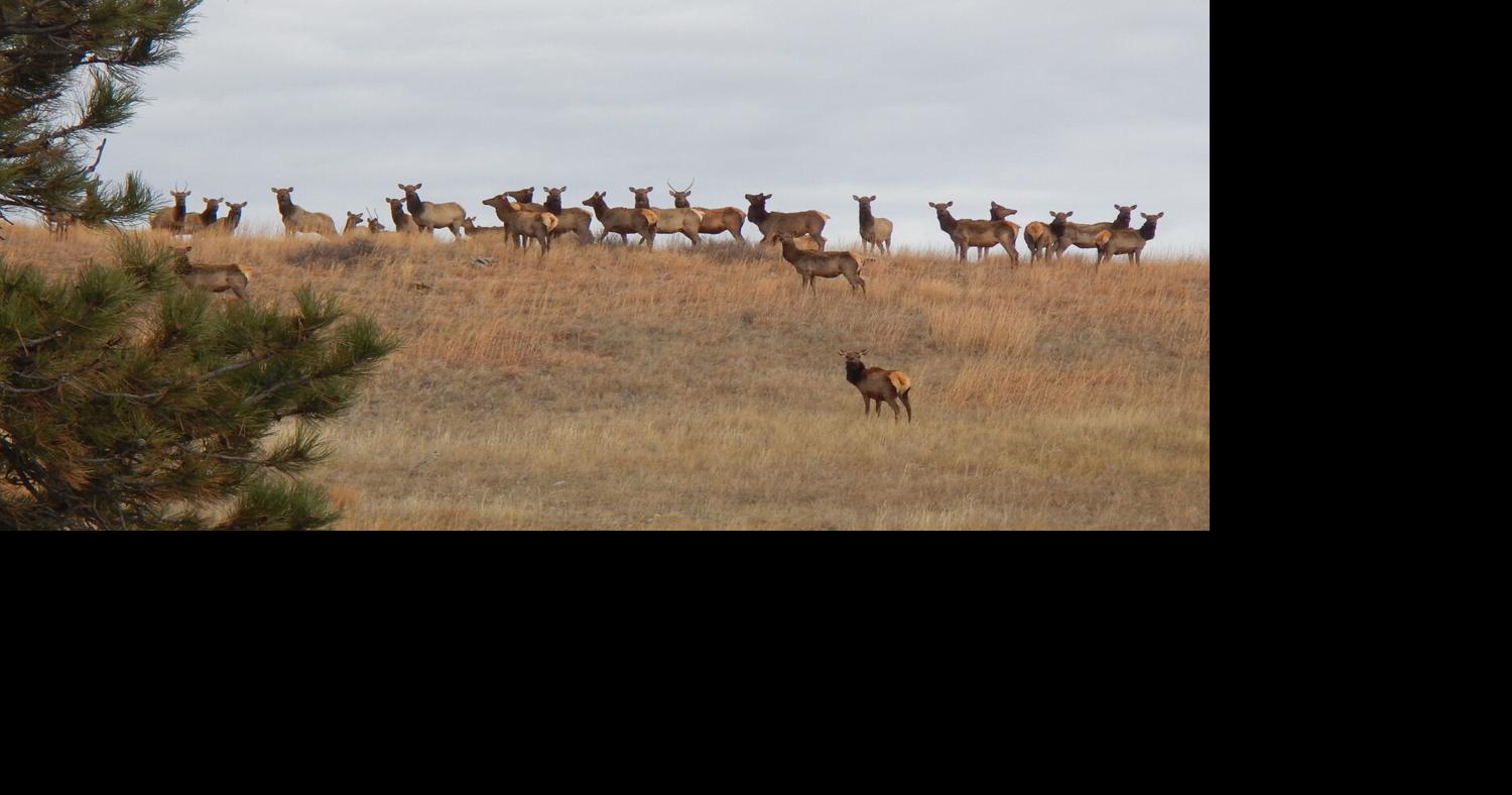 Read moreElk wander to East River, and the state responds with unlimited hunting licenses