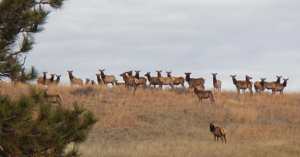 Read moreElk wander to East River, and the state responds with unlimited hunting licenses