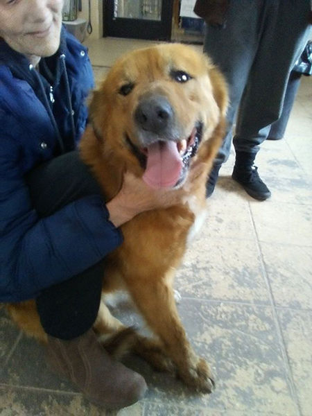 homeward bound microchip