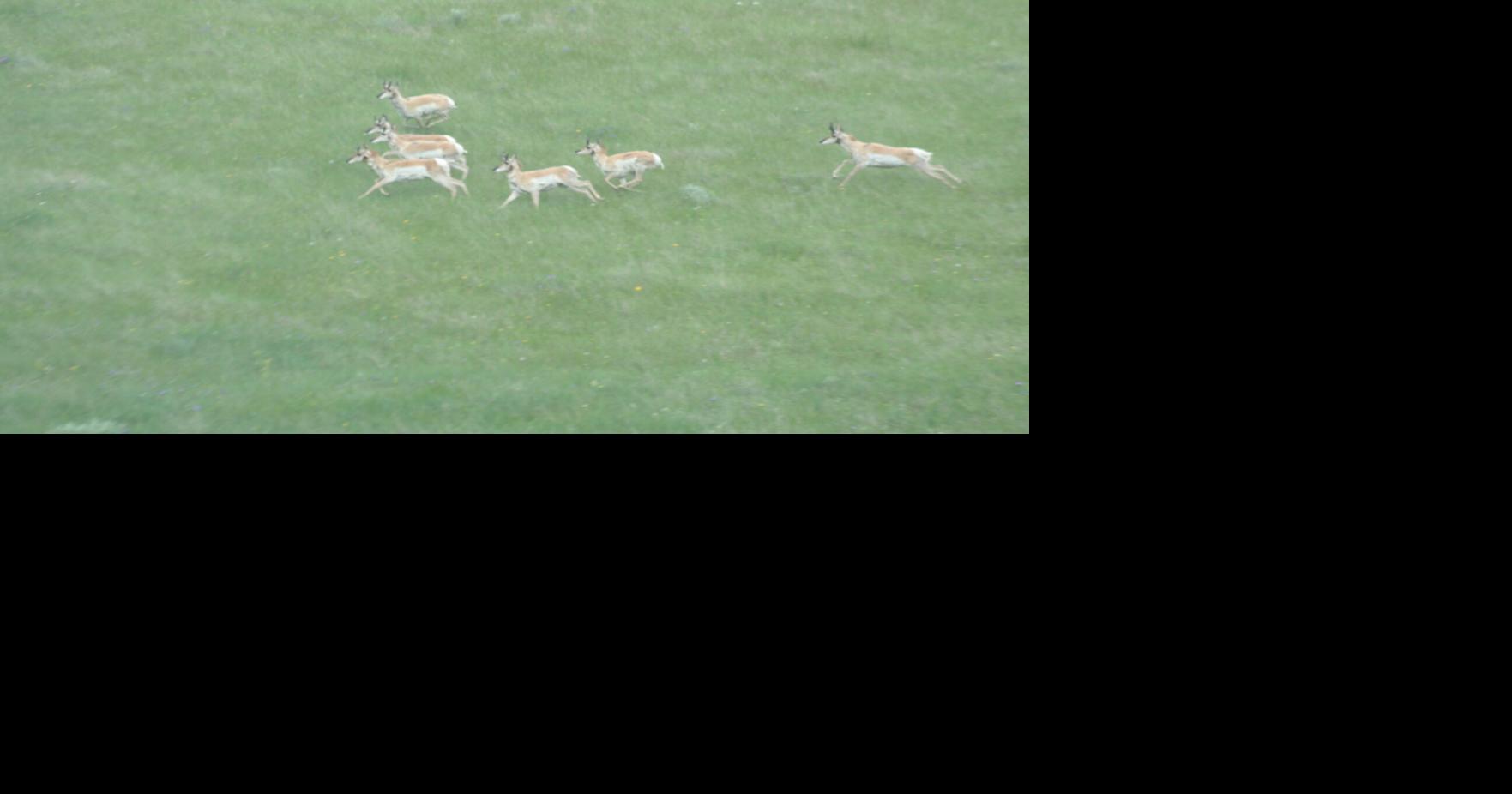 Pronghorn numbers steadily increasing, GF&P still conservative on licenses