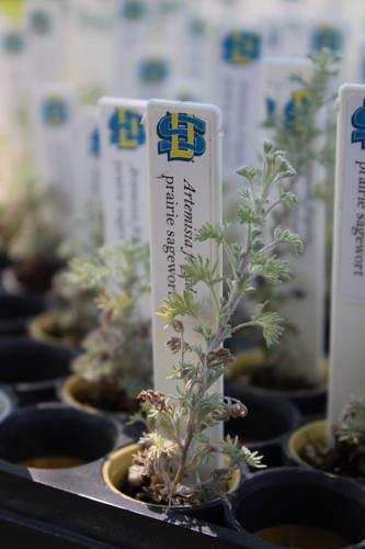 Beautify Spearfish hosts annual native plant sale | Local News |  bhpioneer.com