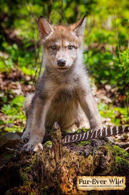 Opponents Cry Wolf Over New Business Allege Mistreatment Of