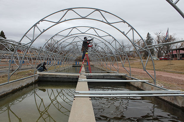 McNenny fish hatchery receives new raceway covers | | bhpioneer.com