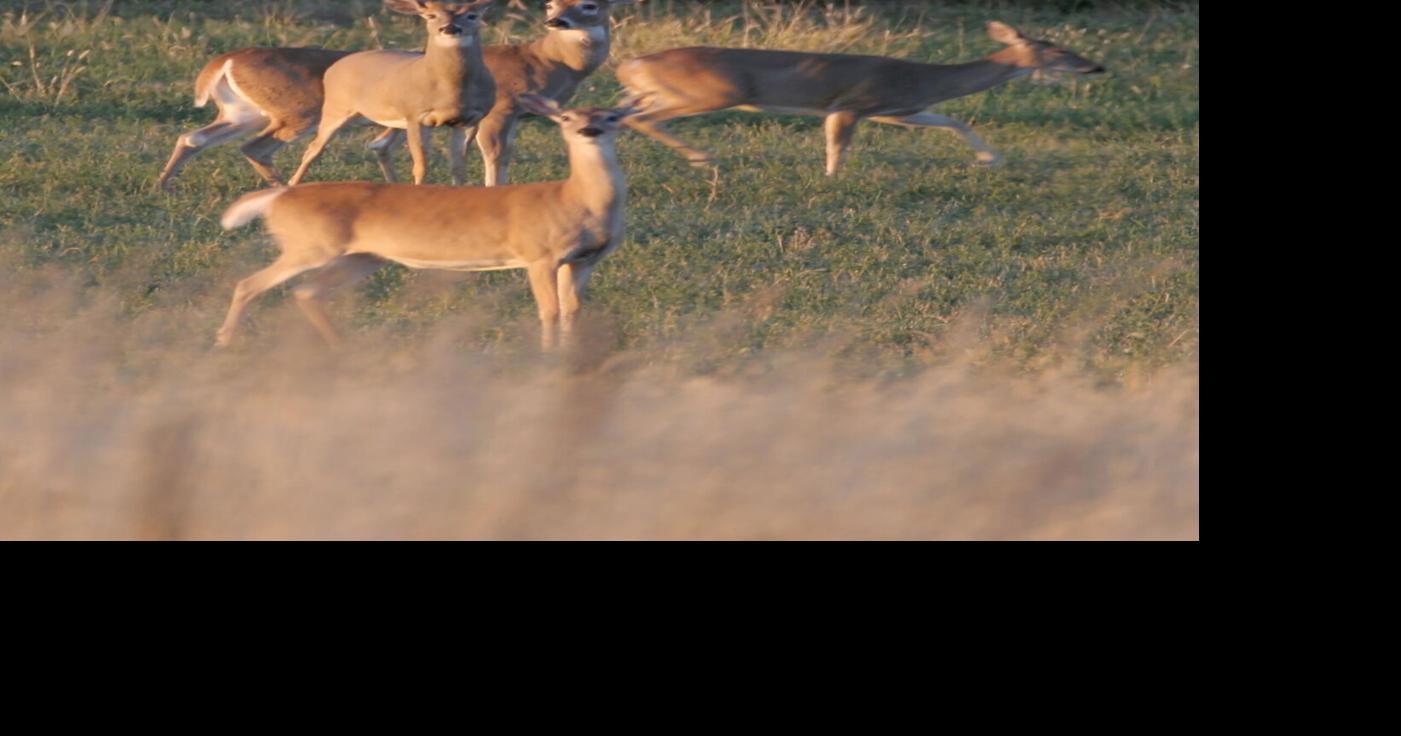 Hunters report increased  use of public access areas
