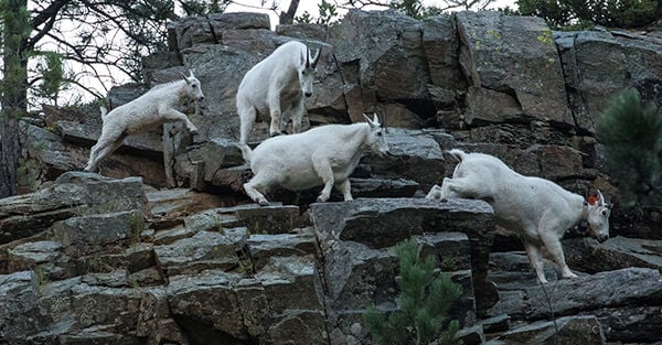 mountain goats 2.jpg