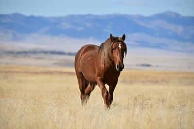 Blm To Hold Wild Horse Burro Sales Next Week At Bh Roundup
