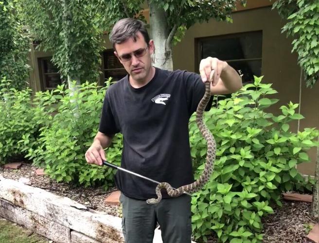 Rattlesnake season leads to close calls, some bites and need for
