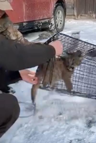 Mountain lion kitten captured in Deadwood and released .jpg
