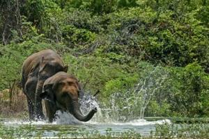 India's elephant warning system tackles deadly conflict