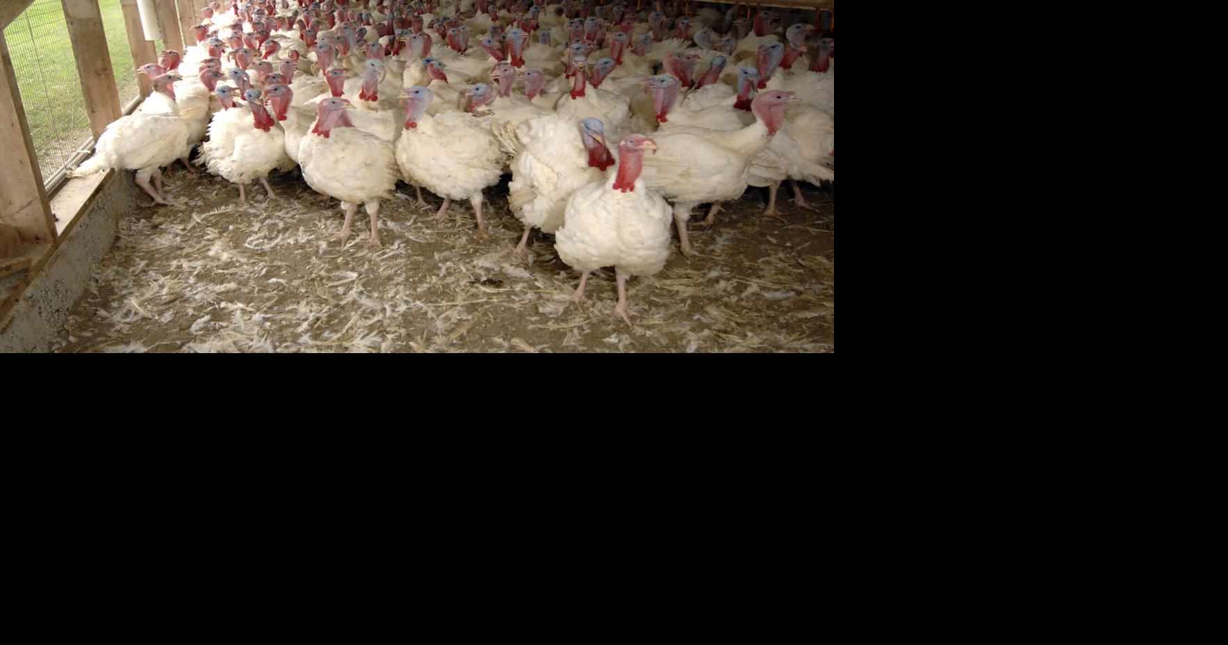 Avian flu affects 77,700 SD birds, raising state’s 4-year outbreak total to 8.1 million