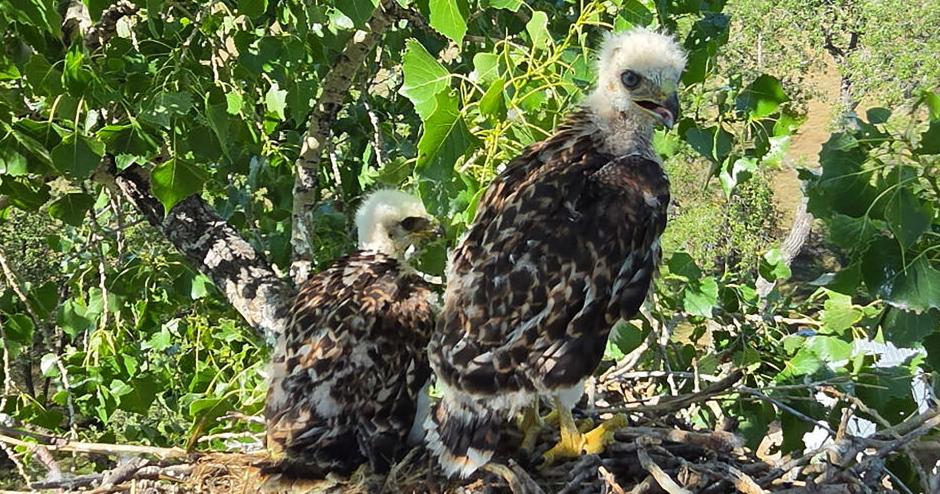 Rescuers return 2 baby raptors to nest after perilous fall, battle against heat and time