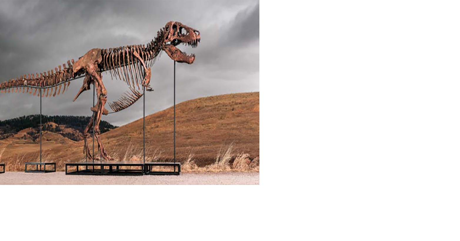 Harding County T. rex fetches $50.1 million at NYC auction