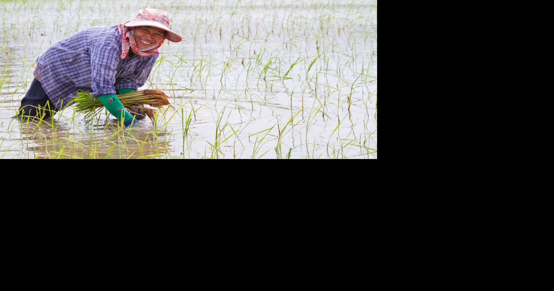 SYNGENTA