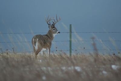 Deer.jpg