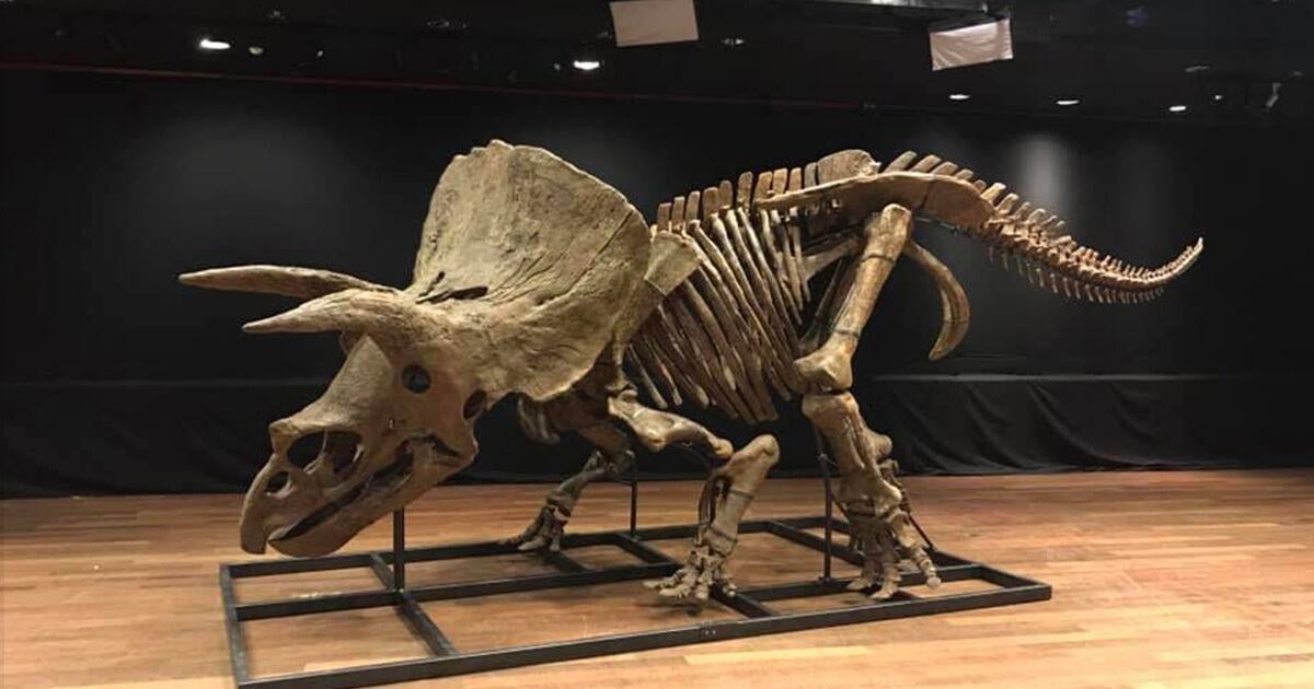 South Dakota dino fossil fetches $ in Paris auction | Local News |  