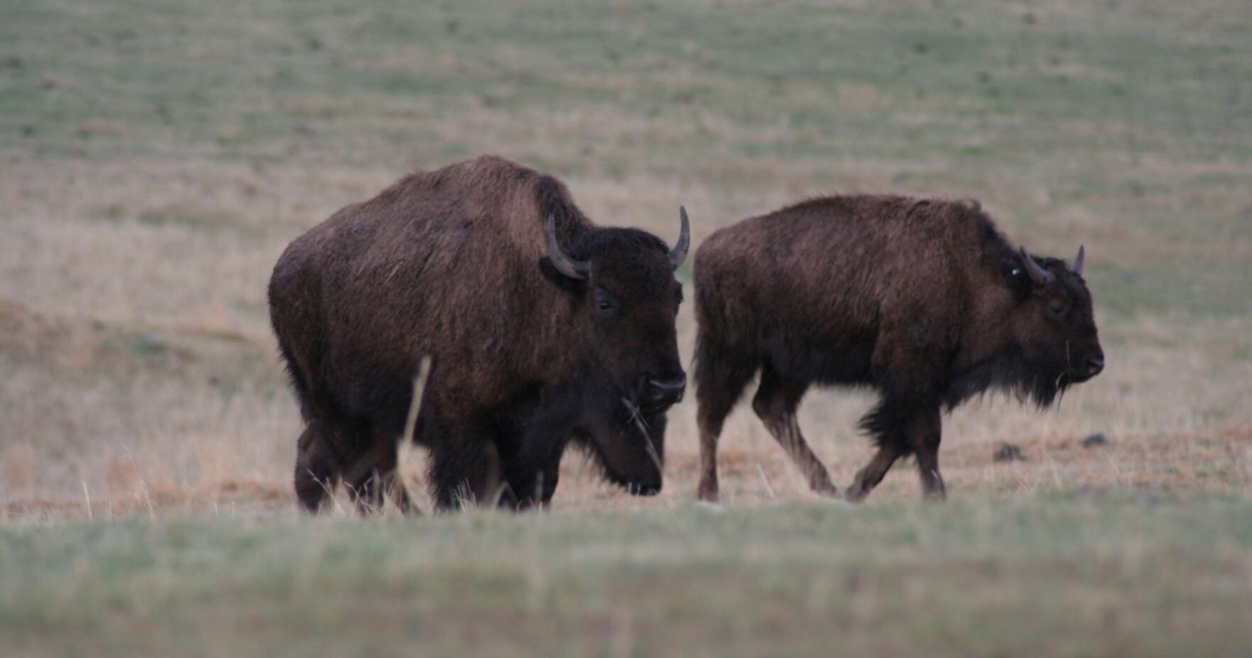 GF&P could allow archery for CSP bison hunts - Vimarsana News