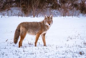 4,100 tails submitted for first coyote bounty program