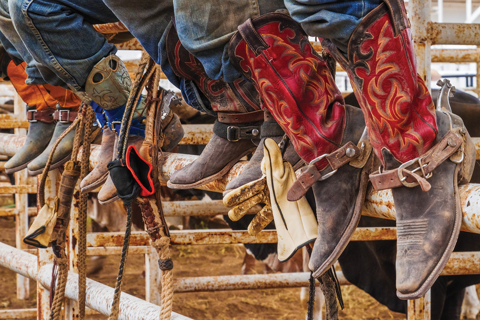 Badlands Circuit Finals Rodeo results released | Local Sports ...