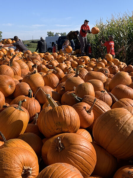 Pickin’ pumpkins at the pumpkin patch