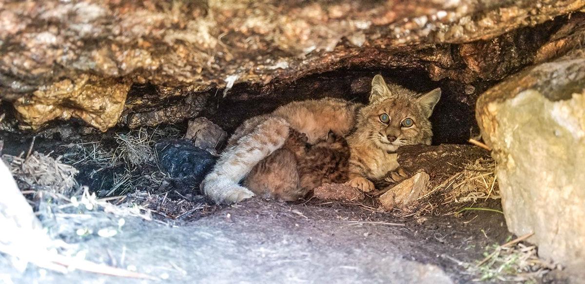 GF&P begins bobcat kitten survival study | Local News GF&P begins bobcat kitten survival study | Local News