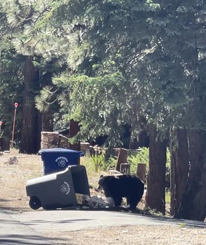 Trash & Recycling Containers - Big Bear Disposal, Inc.
