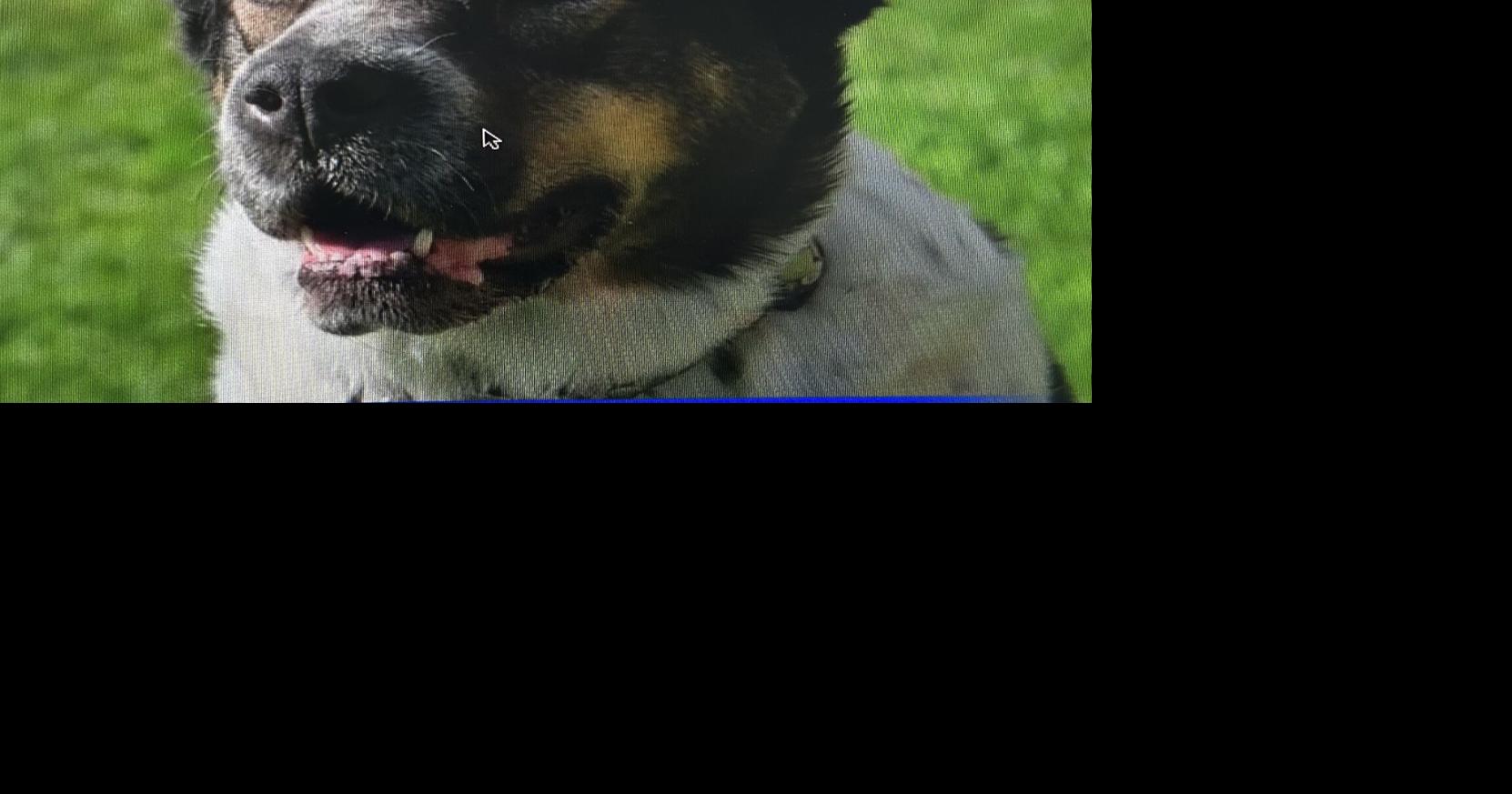 Vote for Poppy: Montana rescue dog is finalist in People Magazine's cutest dog contest