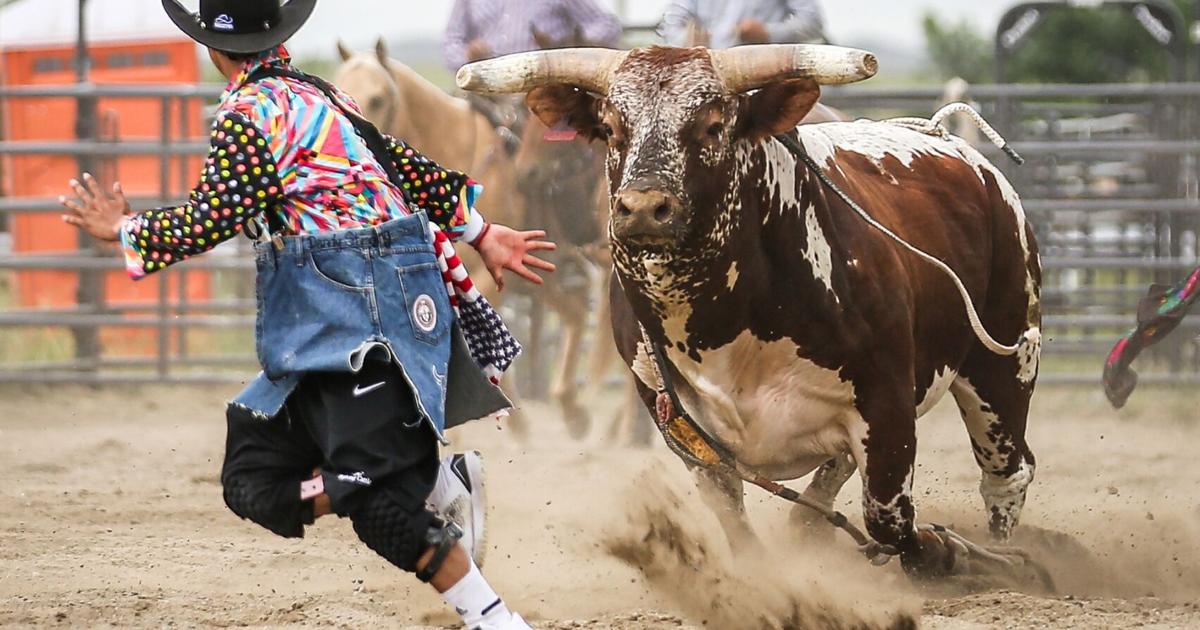 Native Bison Rodeo Crow Native Days: Rodeo, Battle of Little Big Horn, Powwow! | News ...