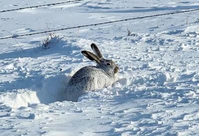 30+ inches of snow falls in Big Timber in February | News ...