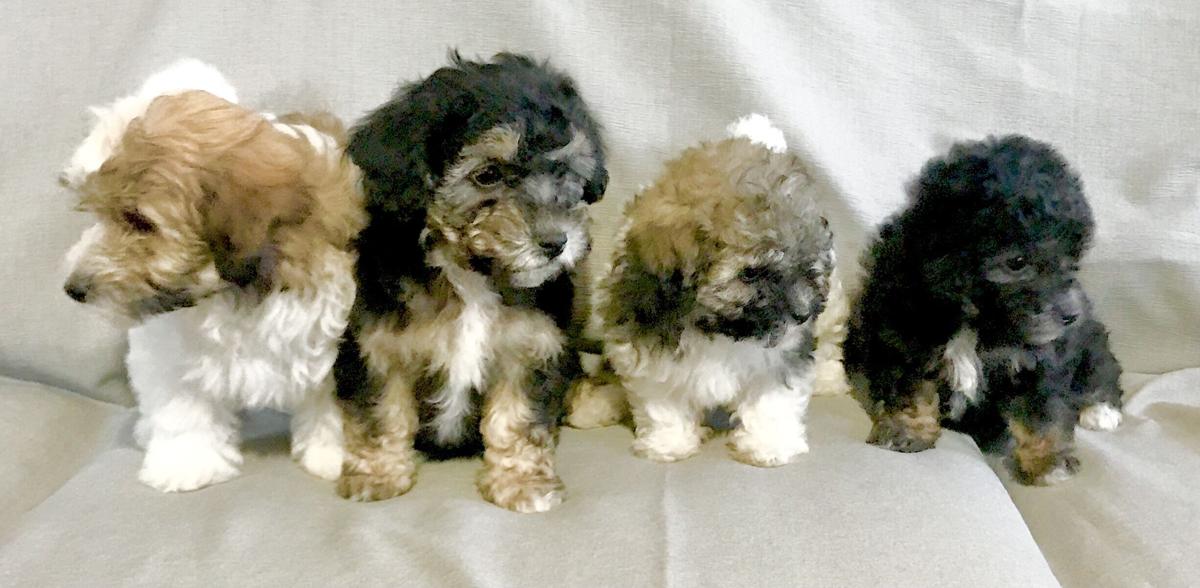 For Sale Hava Poos Dogs Billingsgazette Com