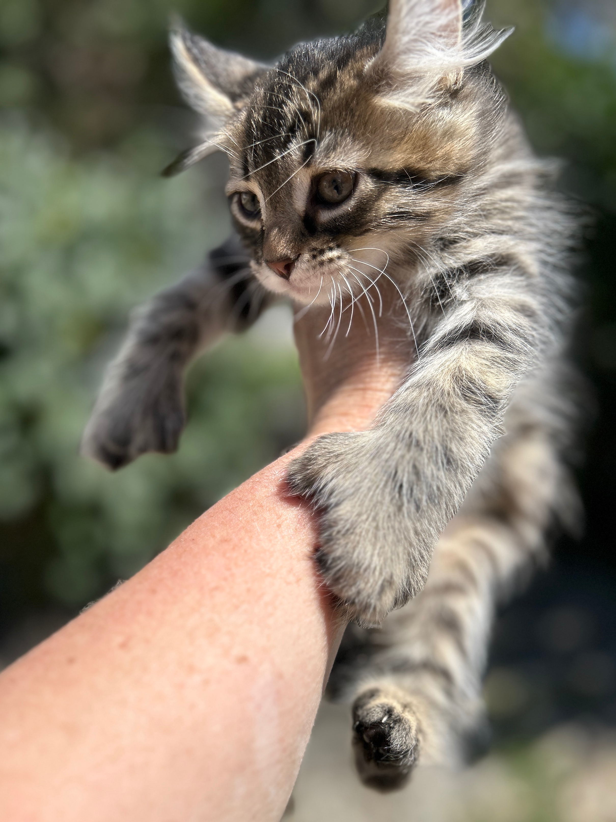 Highland Lynx Kittens