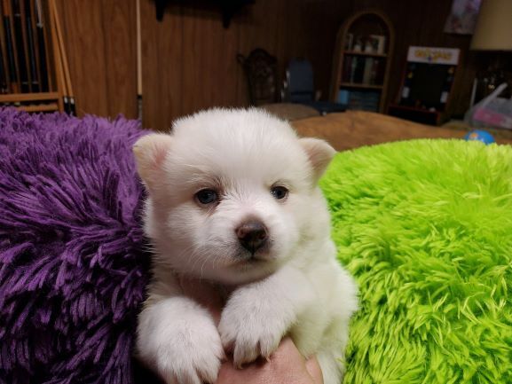 cute pomsky puppies for sale