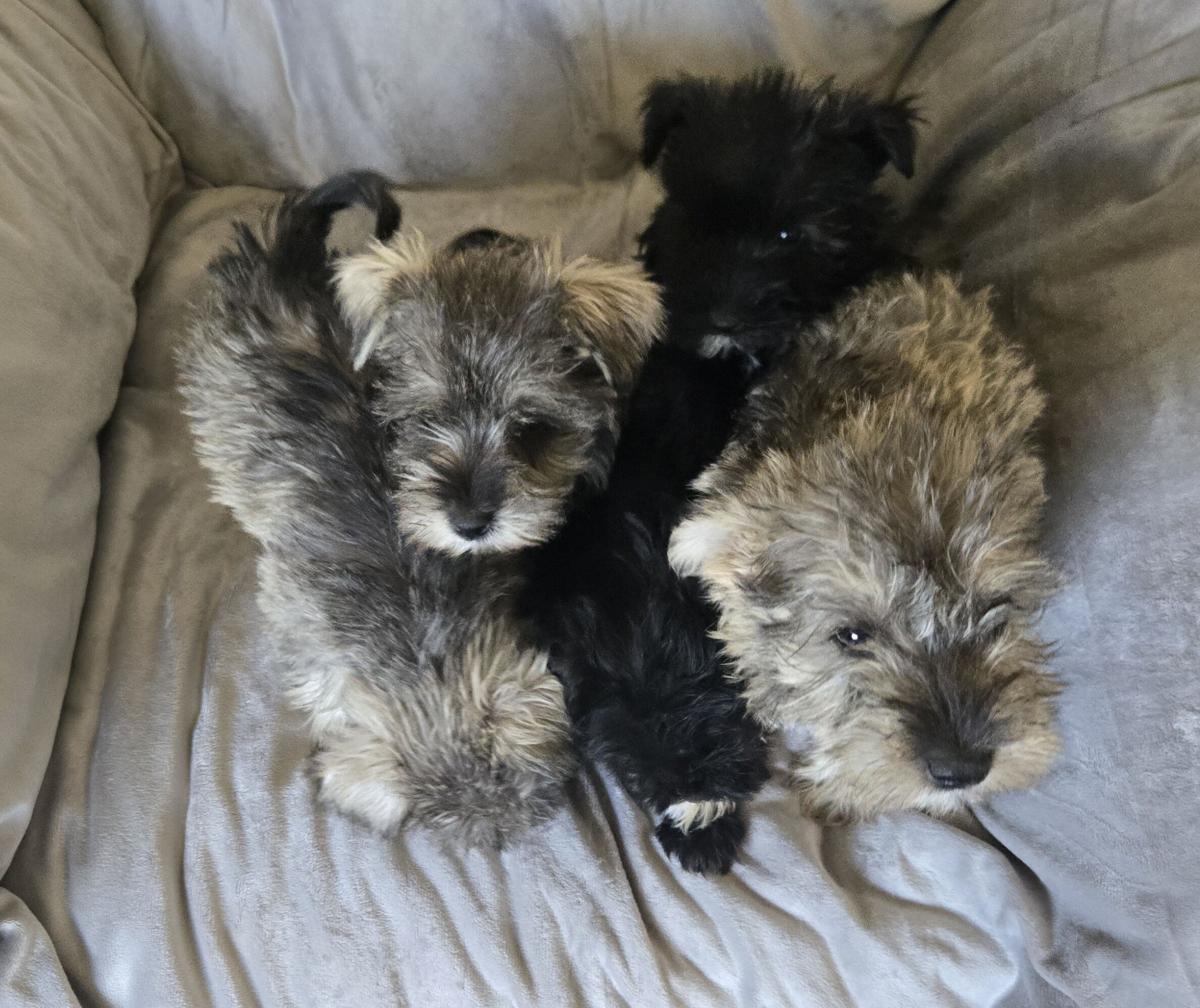 Puppy Mini Schnauzer Breeders Dog Local Miniature Schnauzer
