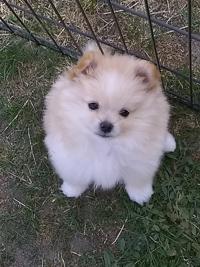 Items For Sale Pets Billingsgazette Com
