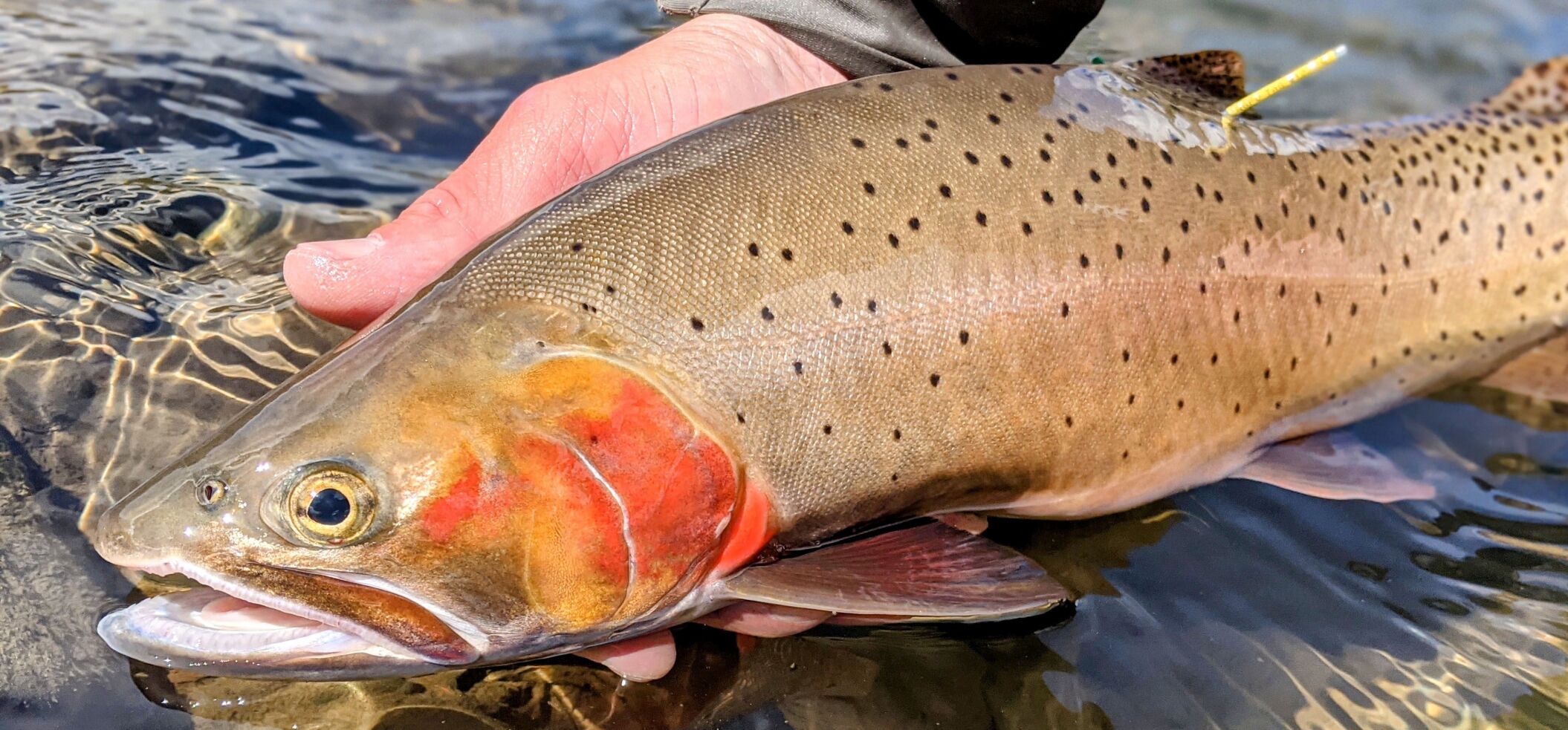 Yellowstone cutthroat trout talk April 6 in Cody, or online