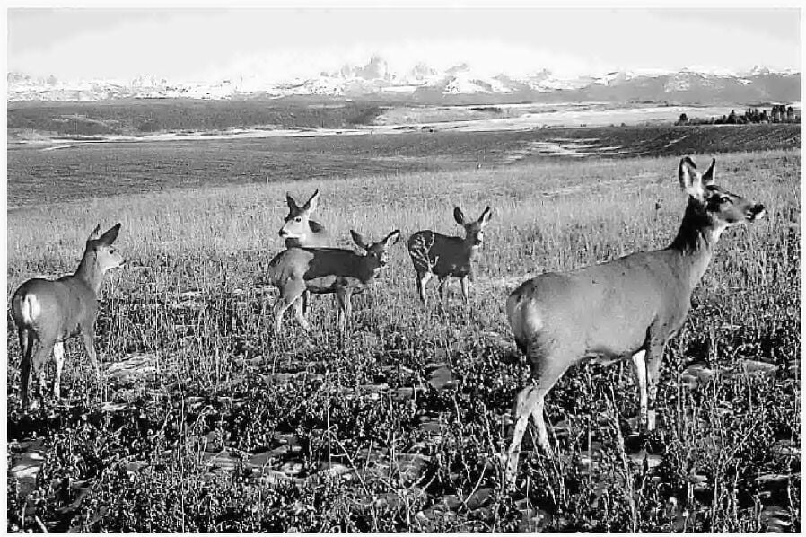 Film Tracks Grand Teton Migrations