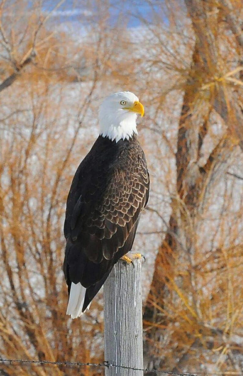 Bald eagle near Big Timber