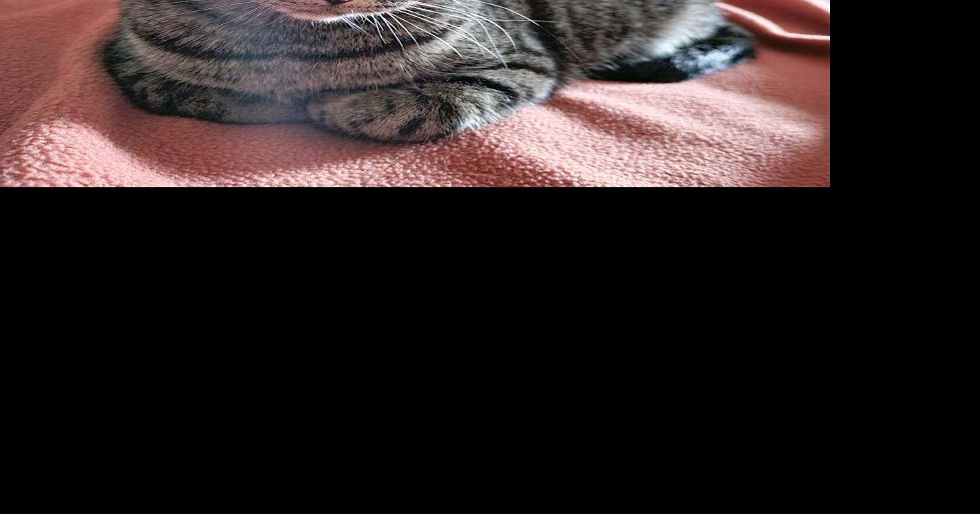 Pet of the week: Abby