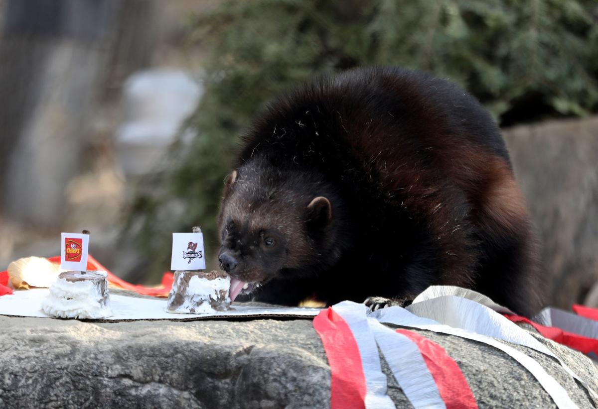 Predicting panda picks Eagles as Super Bowl victor