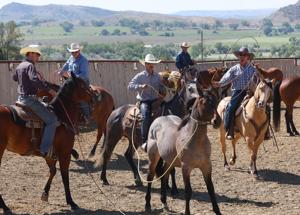 Photos: Duncan Vezain feral stallion gelding