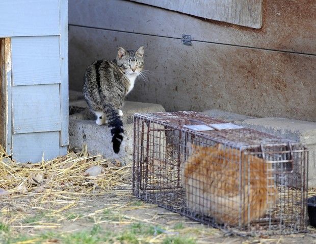 How To Trap Feral Cats - Cat Man Chris 