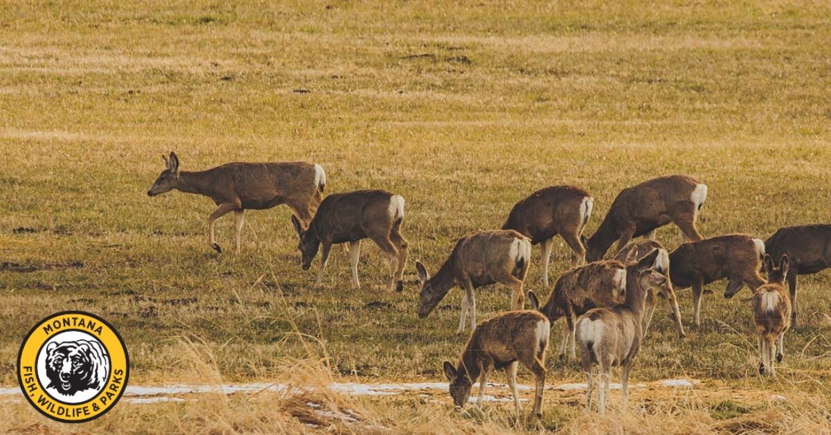 Top 5 Things To Know About Chronic Wasting Disease This Hunting Season ...