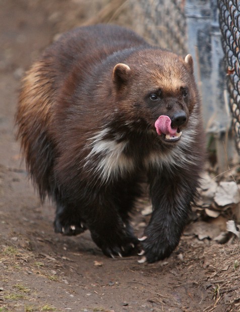 Zoo wolverine takes center stage on Endangered Species Day | Local News ...