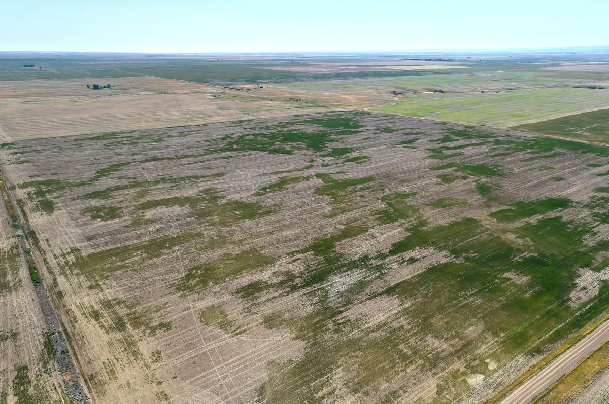 Nearly all of Montana is in drought
