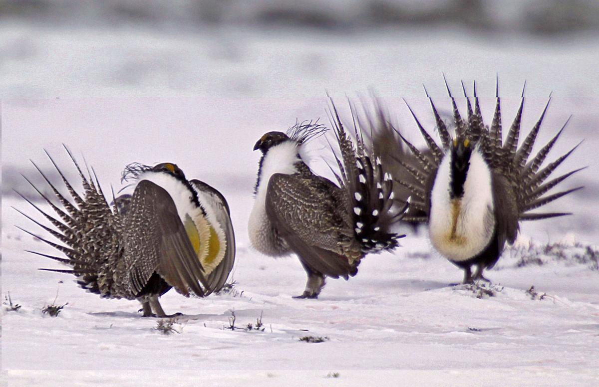 Montana Sage Grouse Population Declining Outdoors