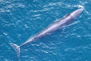 Amid scrutiny, research reinforces rare Gulf whale is a unique species