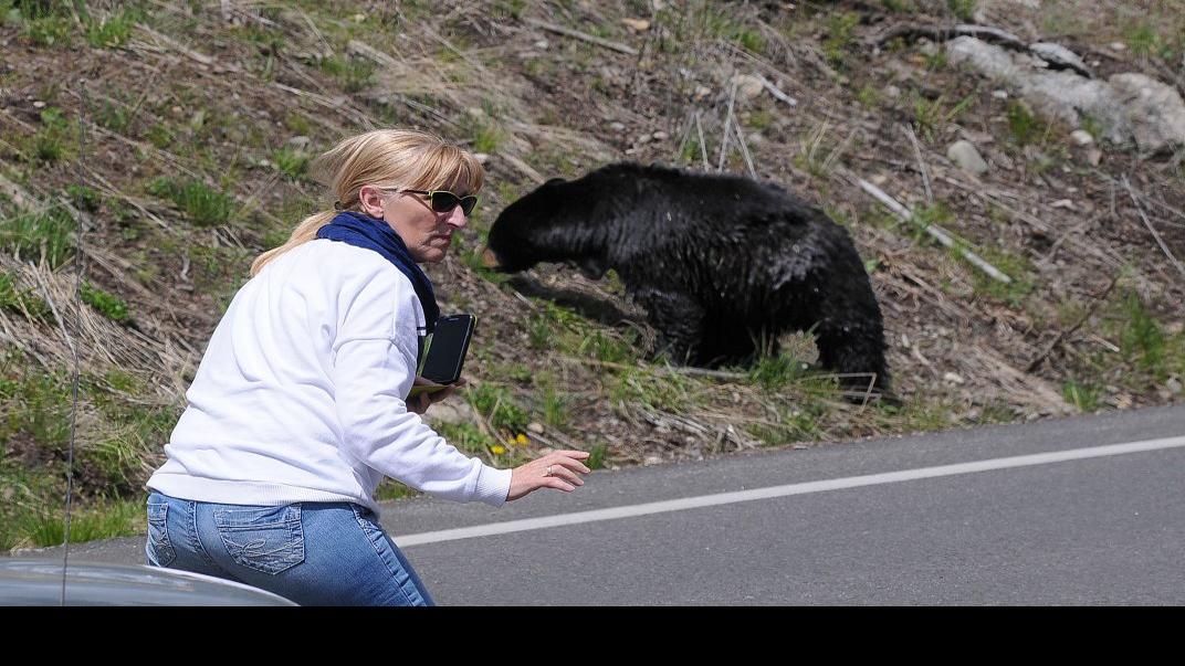 Woman shooting photos gets too close to Yellowstone mama bear