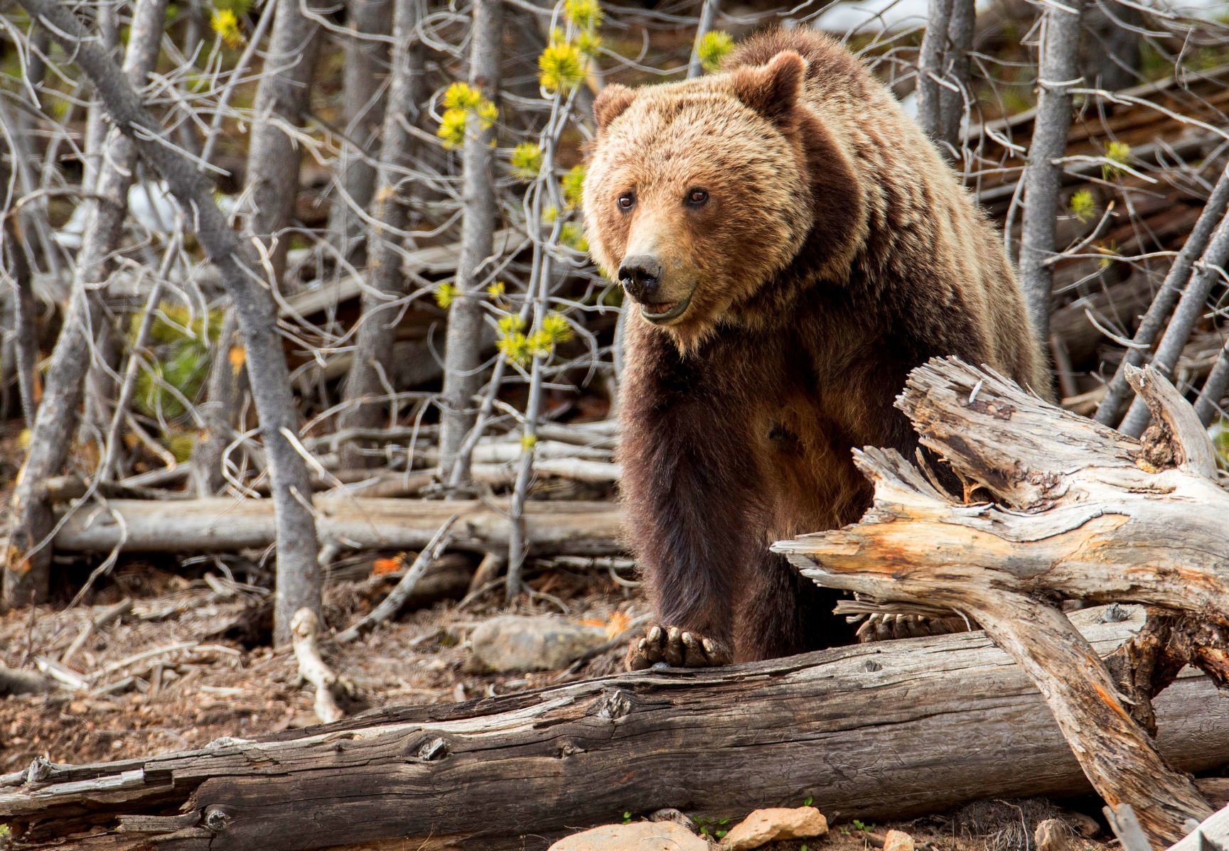 Wyoming Grizzly Bear 'conflict Activities' Down In 2019 | Outdoors ...