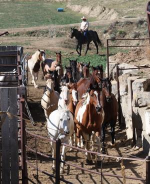Duncan Vezain horse gelding