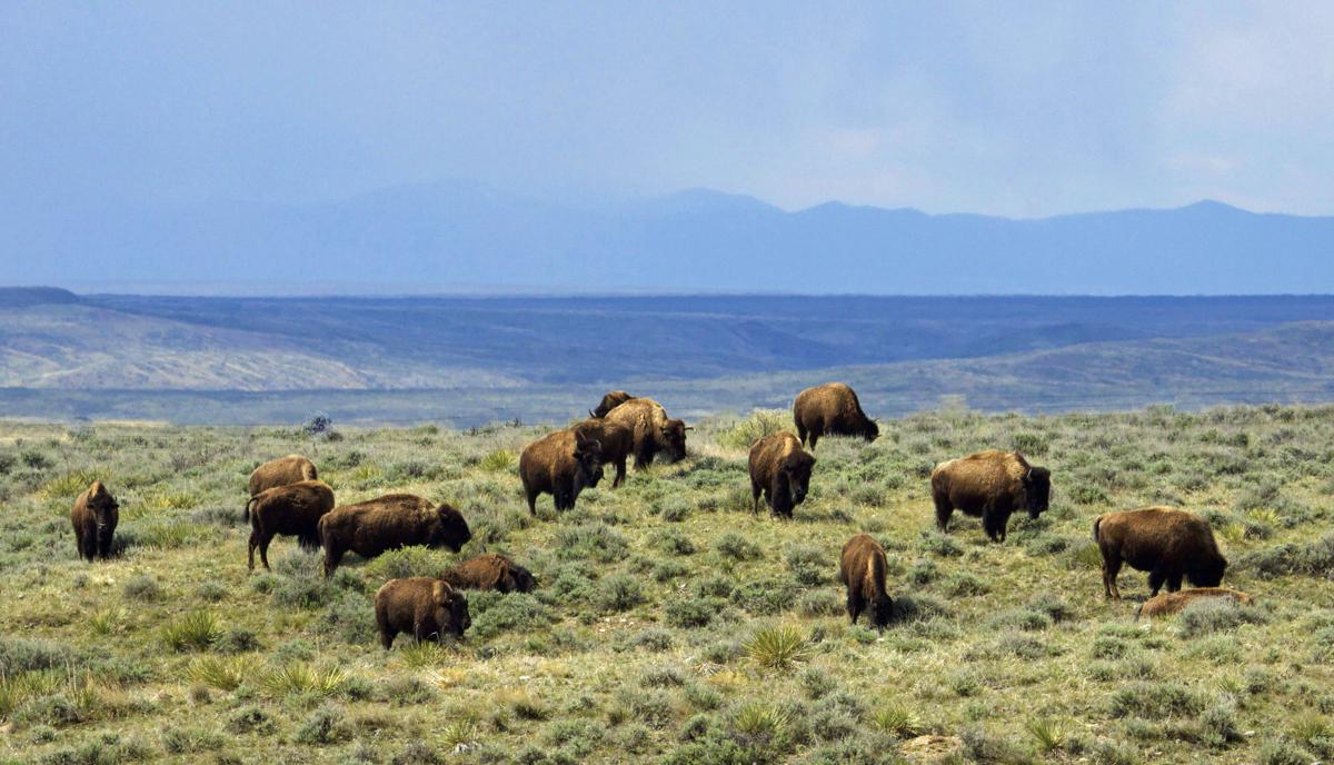 Eastern Montana bison